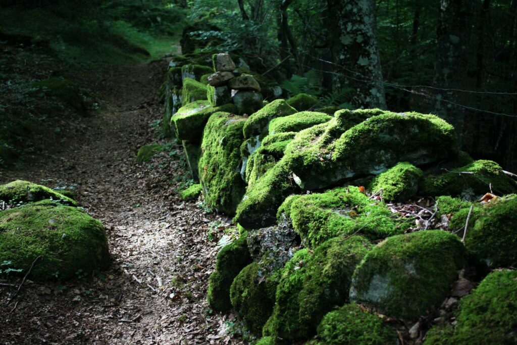 naturopathie la voie de la nature