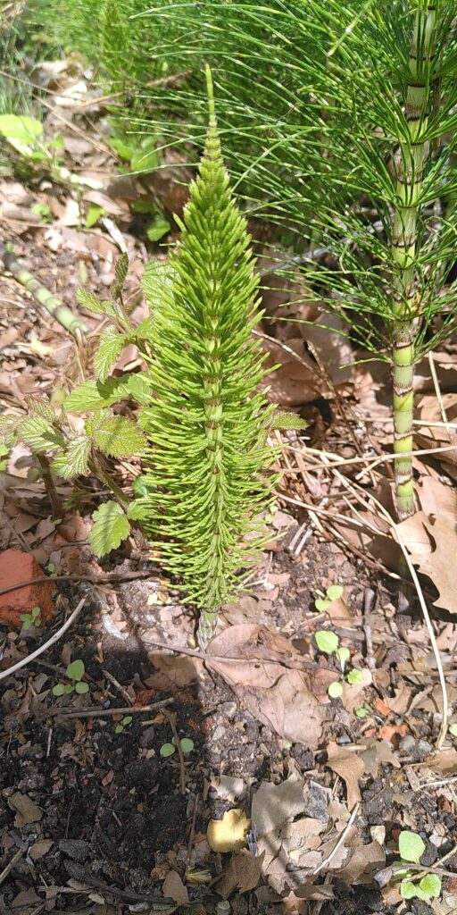 phytothérapie la prêle des champs reminéralisante riche en silice