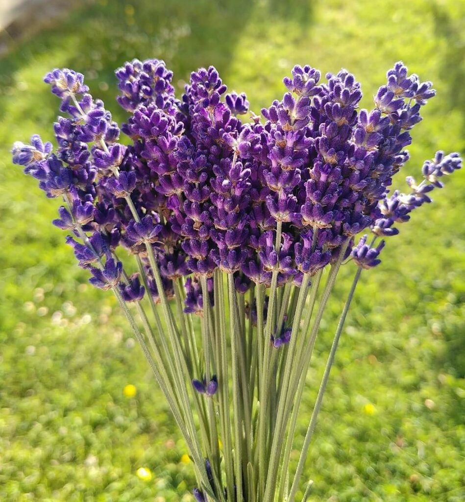 aromathérapie huile essentielle de Lavandula officinalis Lavande fine