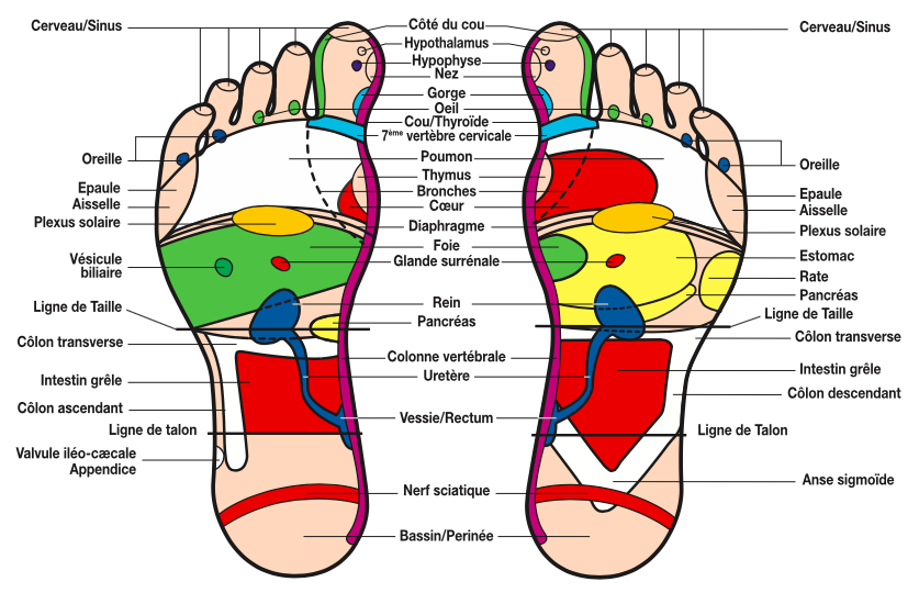 La réflexologie plantaire: dans la tradition taoïste le pied est étroitement mis en relation avec le corps tout entier. On la pratique dans l'Egypte antique et chez les indiens Cherokee.